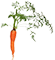 carrote-icone.png
